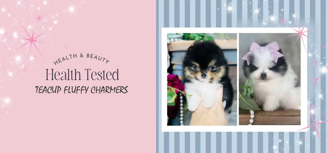 TEACUP FLUFFY CHARMERS